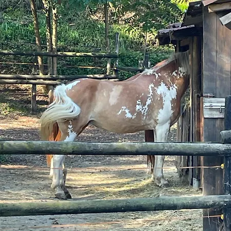 L'affittacamere Di Evy Guest house